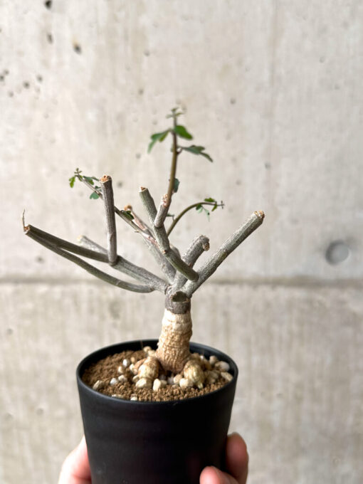 【現品限り】アデニア・サブセシフォリア 実生【AF21】 Adenia subsessilifolia【植物】塊根植物 夏型 コーデックス - 画像 (5)