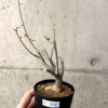 【現品限り】アデニア・サブセシフォリア 実生【AF22】 Adenia subsessilifolia【植物】塊根植物 夏型 コーデックス