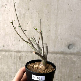 【現品限り】アデニア・サブセシフォリア 実生【AF22】 Adenia subsessilifolia【植物】塊根植物 夏型 コーデックス