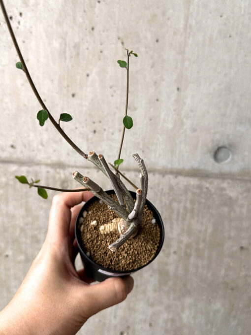 【現品限り】アデニア・サブセシフォリア 実生【AF22】 Adenia subsessilifolia【植物】塊根植物 夏型 コーデックス - 画像 (2)