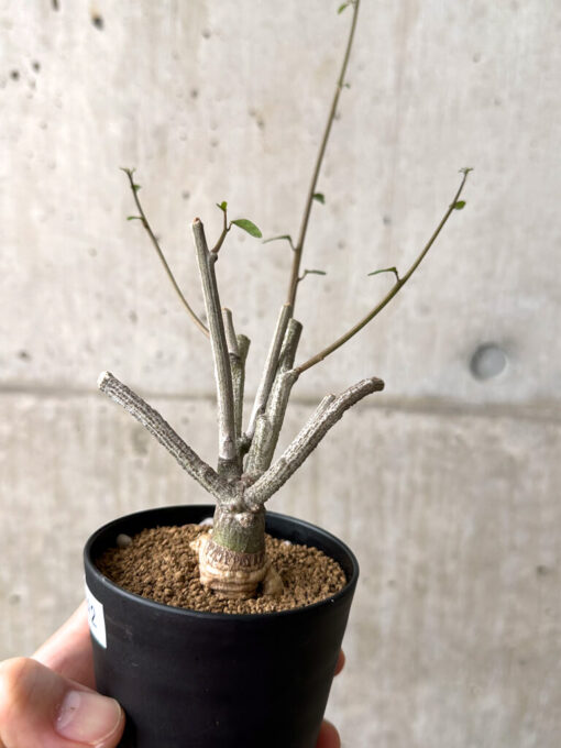 【現品限り】アデニア・サブセシフォリア 実生【AF22】 Adenia subsessilifolia【植物】塊根植物 夏型 コーデックス - 画像 (3)