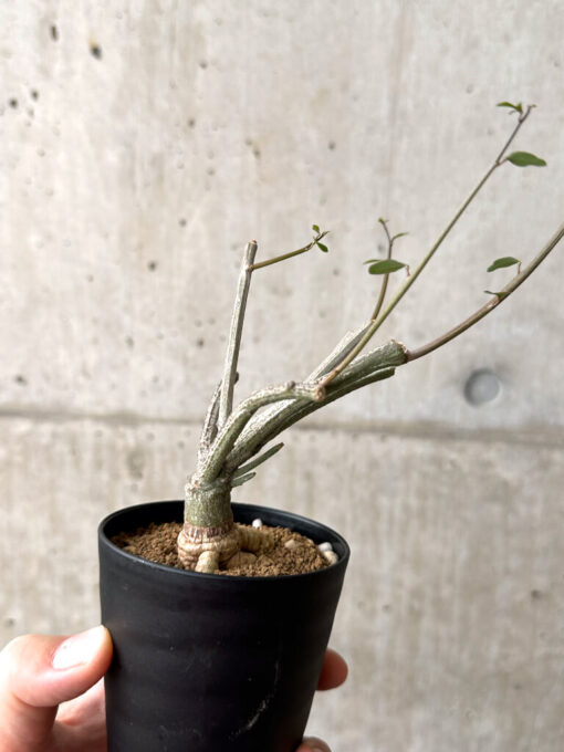 【現品限り】アデニア・サブセシフォリア 実生【AF22】 Adenia subsessilifolia【植物】塊根植物 夏型 コーデックス - 画像 (4)