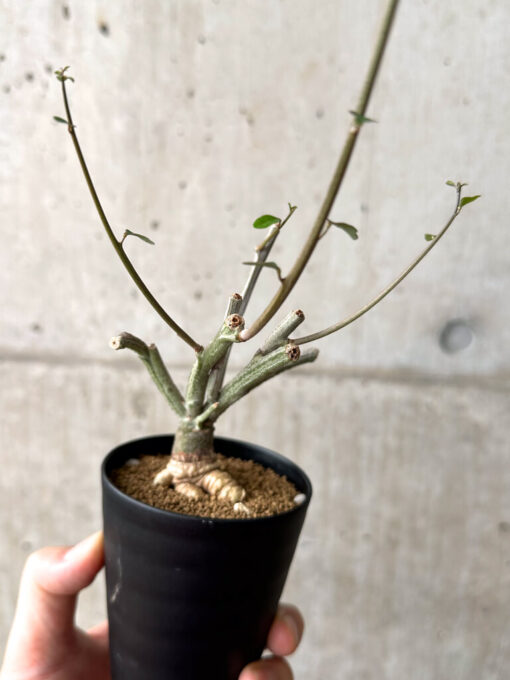 【現品限り】アデニア・サブセシフォリア 実生【AF22】 Adenia subsessilifolia【植物】塊根植物 夏型 コーデックス - 画像 (5)