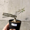 【現品限り】アデニア・サブセシフォリア 実生【AF23】 Adenia subsessilifolia【植物】塊根植物 夏型 コーデックス
