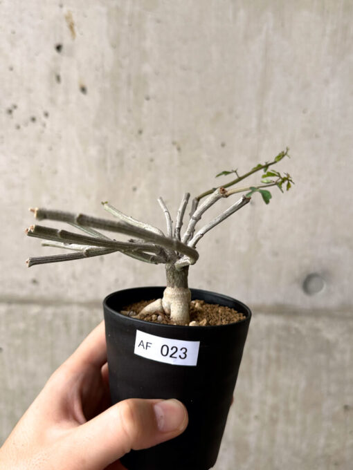 【現品限り】アデニア・サブセシフォリア 実生【AF23】 Adenia subsessilifolia【植物】塊根植物 夏型 コーデックス