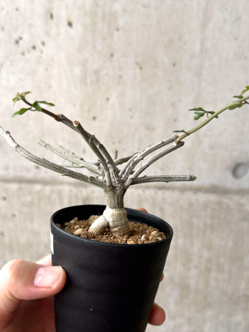 【現品限り】アデニア・サブセシフォリア 実生【AF23】 Adenia subsessilifolia【植物】塊根植物 夏型 コーデックス - 画像 (3)
