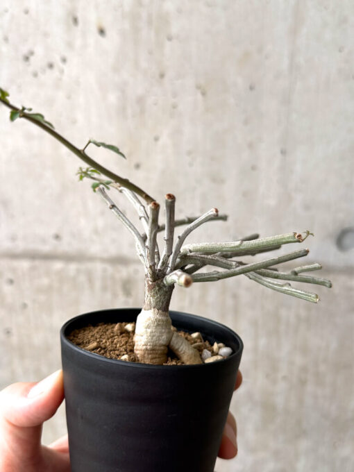 【現品限り】アデニア・サブセシフォリア 実生【AF23】 Adenia subsessilifolia【植物】塊根植物 夏型 コーデックス - 画像 (4)