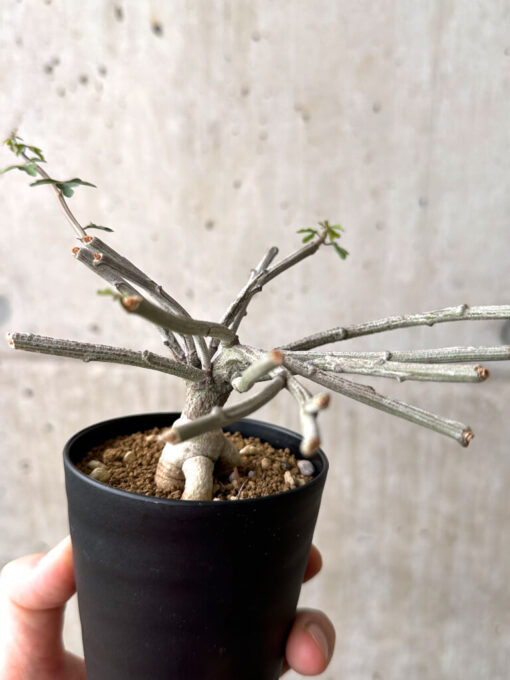 【現品限り】アデニア・サブセシフォリア 実生【AF23】 Adenia subsessilifolia【植物】塊根植物 夏型 コーデックス - 画像 (5)