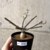 【現品限り】アデニア・サブセシフォリア 実生【AF24】 Adenia subsessilifolia【植物】塊根植物 夏型 コーデックス