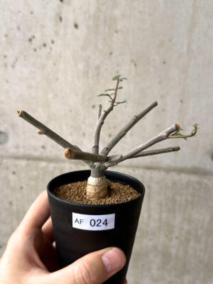 プラントブラザーズ