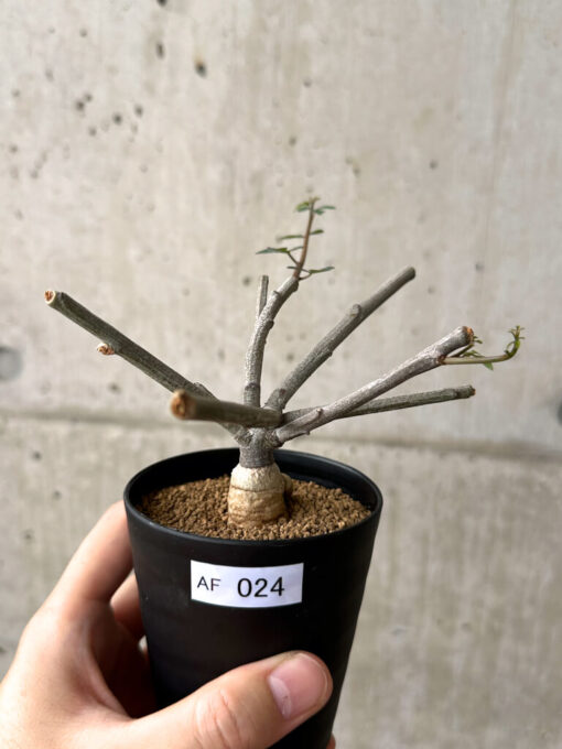 【現品限り】アデニア・サブセシフォリア 実生【AF24】 Adenia subsessilifolia【植物】塊根植物 夏型 コーデックス