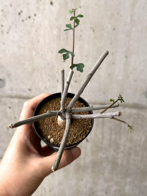 【現品限り】アデニア・サブセシフォリア 実生【AF24】 Adenia subsessilifolia【植物】塊根植物 夏型 コーデックス - 画像 (2)