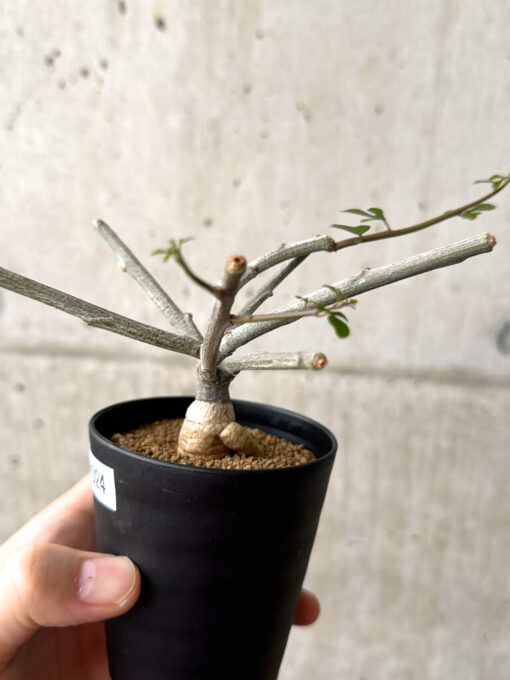 【現品限り】アデニア・サブセシフォリア 実生【AF24】 Adenia subsessilifolia【植物】塊根植物 夏型 コーデックス - 画像 (3)