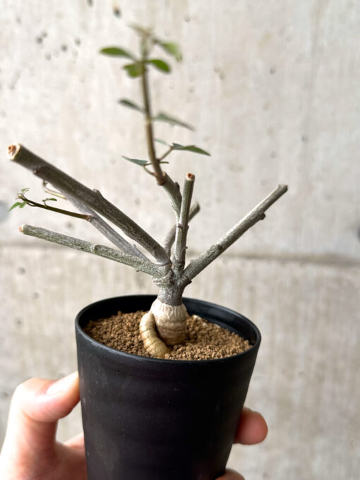 【現品限り】アデニア・サブセシフォリア 実生【AF24】 Adenia subsessilifolia【植物】塊根植物 夏型 コーデックス - 画像 (4)