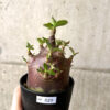 【現品限り】アデニウム・アラビカム ブラックスキン コレクション株【AF25】 Adenium arabicum ‘Black skin’【植物】塊根植物 夏型 コーデックス