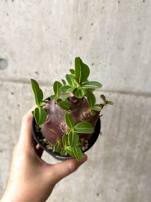 【現品限り】アデニウム・アラビカム ブラックスキン コレクション株【AF25】 Adenium arabicum ‘Black skin’【植物】塊根植物 夏型 コーデックス - 画像 (2)