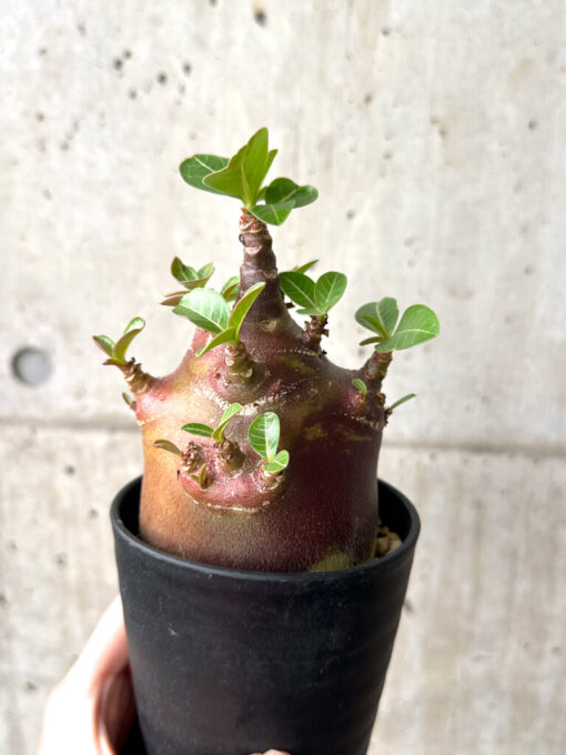 【現品限り】アデニウム・アラビカム ブラックスキン コレクション株【AF25】 Adenium arabicum ‘Black skin’【植物】塊根植物 夏型 コーデックス - 画像 (4)