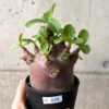 【現品限り】アデニウム・アラビカム ブラックスキン コレクション株【AF26】 Adenium arabicum ‘Black skin’【植物】塊根植物 夏型 コーデックス