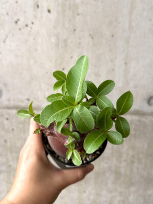 プラントブラザーズ