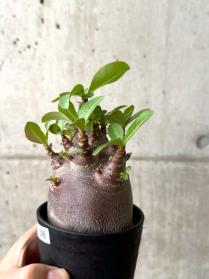 プラントブラザーズ