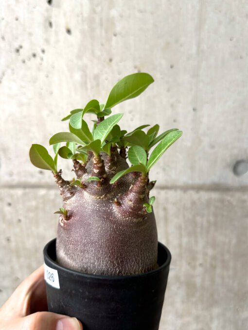 【現品限り】アデニウム・アラビカム ブラックスキン コレクション株【AF26】 Adenium arabicum ‘Black skin’【植物】塊根植物 夏型 コーデックス - 画像 (3)