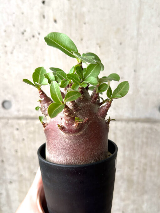 【現品限り】アデニウム・アラビカム ブラックスキン コレクション株【AF26】 Adenium arabicum ‘Black skin’【植物】塊根植物 夏型 コーデックス - 画像 (5)
