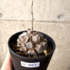 【現品限り】アフリカ亀甲竜【AF27】 Dioscorea elephantipes【植物】塊根植物 夏型 コーデックス