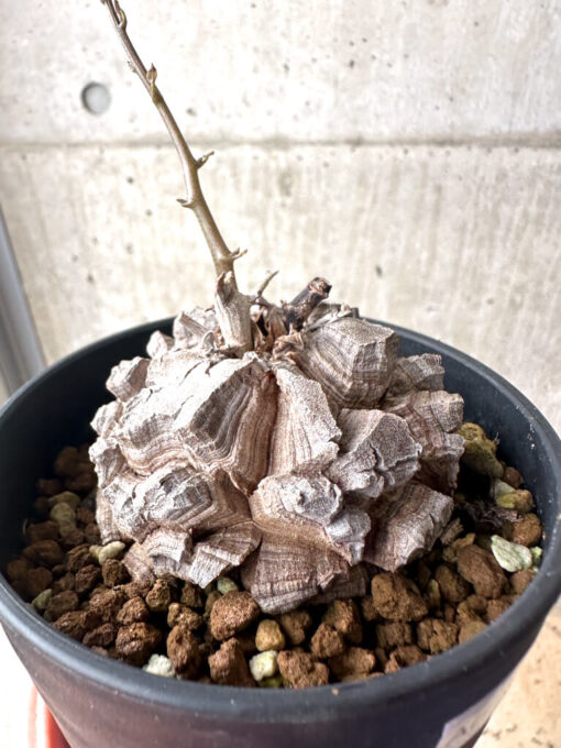【現品限り】アフリカ亀甲竜【AF27】 Dioscorea elephantipes【植物】塊根植物 夏型 コーデックス - 画像 (5)