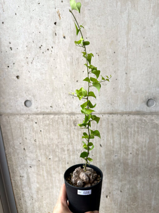 【現品限り】アフリカ亀甲竜【AF28】 Dioscorea elephantipes【植物】塊根植物 夏型 コーデックス