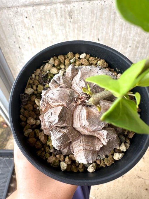 【現品限り】アフリカ亀甲竜【AF28】 Dioscorea elephantipes【植物】塊根植物 夏型 コーデックス - 画像 (2)