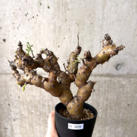 【現品限り】ペラルゴニウム・クリズミフォリウム 発根済み【AF29】 Pelargonium crithmifolium【植物】塊根植物 夏型 コーデックス