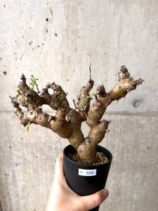 【現品限り】ペラルゴニウム・クリズミフォリウム 発根済み【AF29】 Pelargonium crithmifolium【植物】塊根植物 夏型 コーデックス