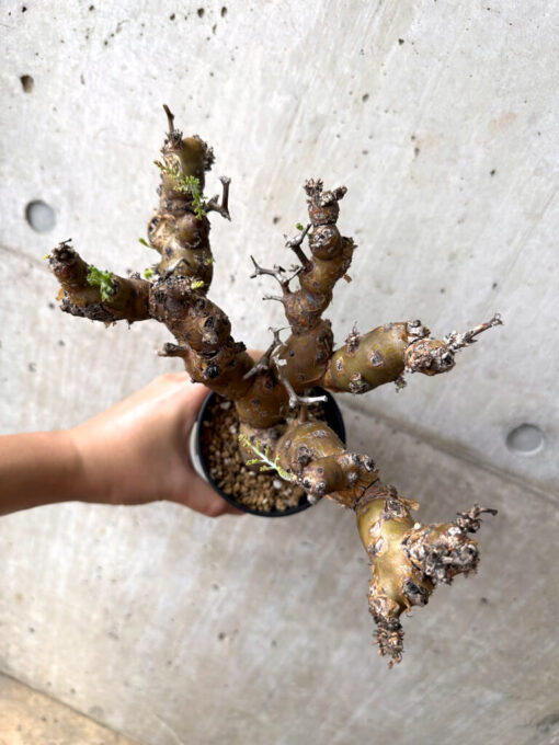 【現品限り】ペラルゴニウム・クリズミフォリウム 発根済み【AF29】 Pelargonium crithmifolium【植物】塊根植物 夏型 コーデックス - 画像 (2)