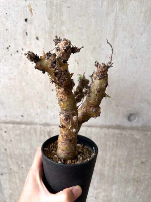 【現品限り】ペラルゴニウム・クリズミフォリウム 発根済み【AF29】 Pelargonium crithmifolium【植物】塊根植物 夏型 コーデックス - 画像 (3)