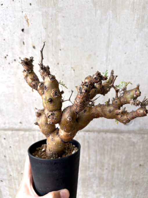 【現品限り】ペラルゴニウム・クリズミフォリウム 発根済み【AF29】 Pelargonium crithmifolium【植物】塊根植物 夏型 コーデックス - 画像 (4)