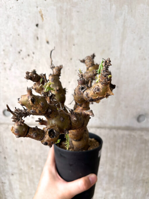 【現品限り】ペラルゴニウム・クリズミフォリウム 発根済み【AF29】 Pelargonium crithmifolium【植物】塊根植物 夏型 コーデックス - 画像 (5)