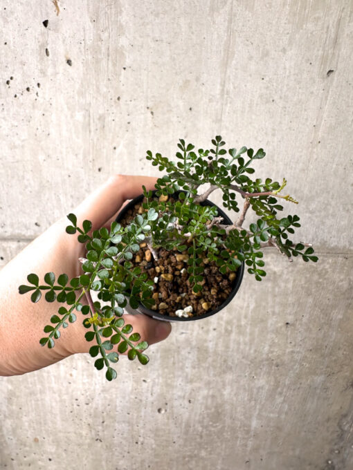 【現品限り】オペルクリカリア・パキプス 根挿し【AF2】 Operculicarya pachypus【植物】塊根植物 夏型 コーデックス - 画像 (2)