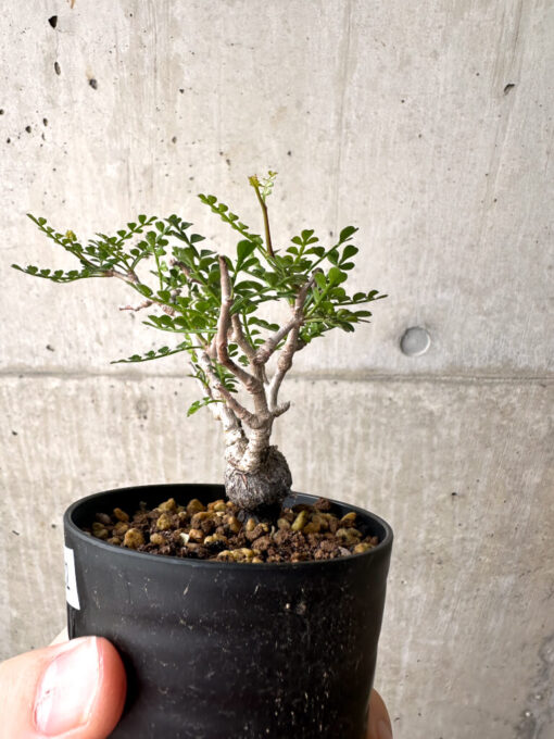 【現品限り】オペルクリカリア・パキプス 根挿し【AF2】 Operculicarya pachypus【植物】塊根植物 夏型 コーデックス - 画像 (3)