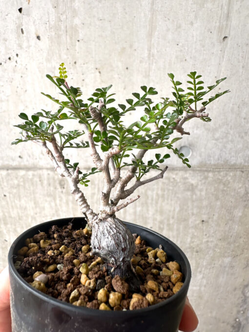 【現品限り】オペルクリカリア・パキプス 根挿し【AF2】 Operculicarya pachypus【植物】塊根植物 夏型 コーデックス - 画像 (4)