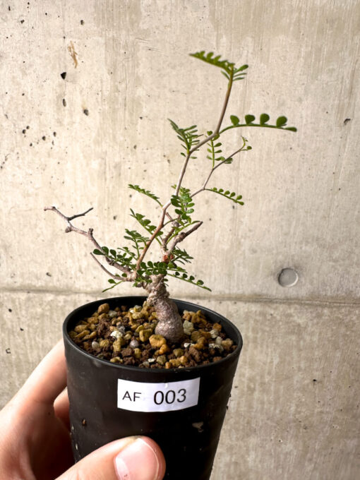 【現品限り】オペルクリカリア・パキプス 根挿し【AF3】 Operculicarya pachypus【植物】塊根植物 夏型 コーデックス