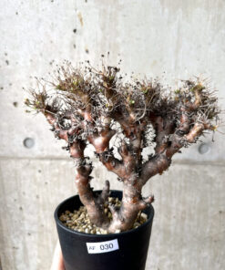 【現品限り】オトンナ・ユーフォルビオイデス 長期管理【AF30】 Othonna euphorbioides【植物】塊根植物 夏型 コーデックス