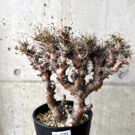【現品限り】オトンナ・ユーフォルビオイデス 長期管理【AF30】 Othonna euphorbioides【植物】塊根植物 夏型 コーデックス