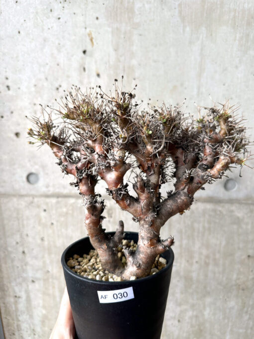 【現品限り】オトンナ・ユーフォルビオイデス 長期管理【AF30】 Othonna euphorbioides【植物】塊根植物 夏型 コーデックス