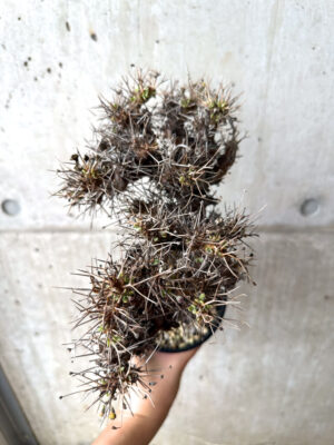 プラントブラザーズ