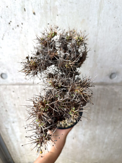 【現品限り】オトンナ・ユーフォルビオイデス 長期管理【AF30】 Othonna euphorbioides【植物】塊根植物 夏型 コーデックス - 画像 (2)