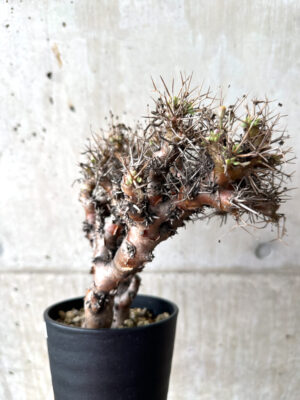 プラントブラザーズ