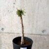 【現品限り】オペルクリカリア・デカリー 実生【AF31】 Operculicarya decaryi【植物】塊根植物 夏型 コーデックス