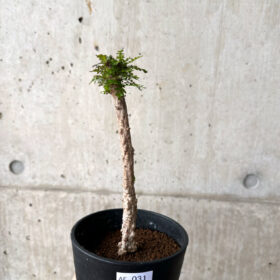 【現品限り】オペルクリカリア・デカリー 実生【AF31】 Operculicarya decaryi【植物】塊根植物 夏型 コーデックス