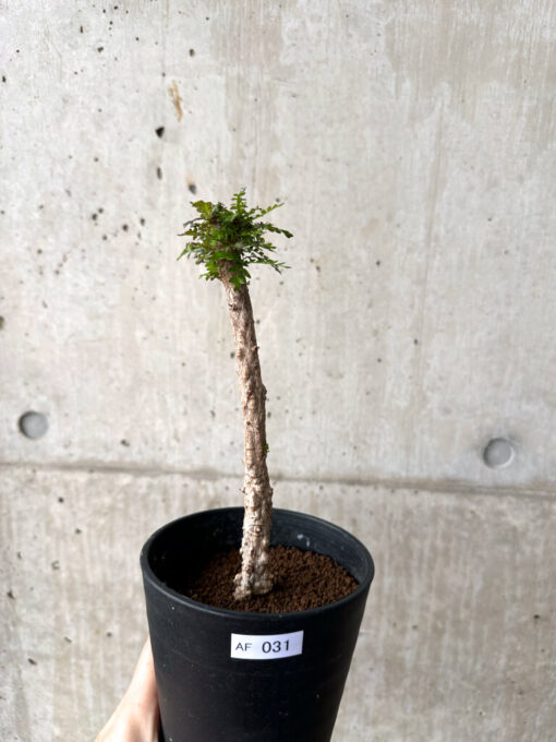 【現品限り】オペルクリカリア・デカリー 実生【AF31】 Operculicarya decaryi【植物】塊根植物 夏型 コーデックス