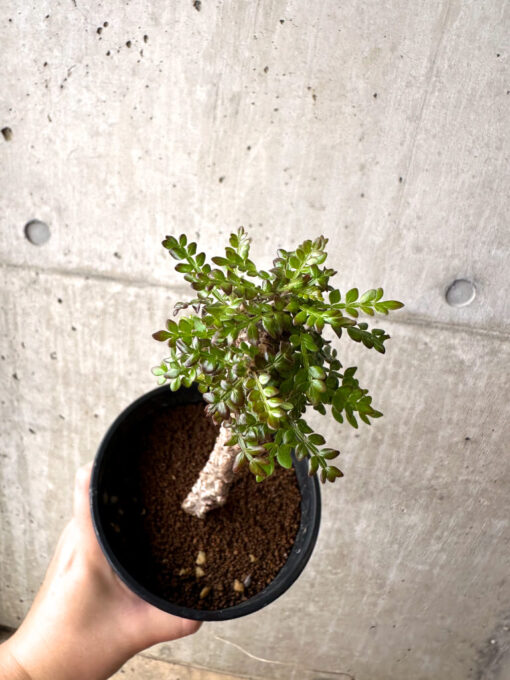 【現品限り】オペルクリカリア・デカリー 実生【AF31】 Operculicarya decaryi【植物】塊根植物 夏型 コーデックス - 画像 (2)